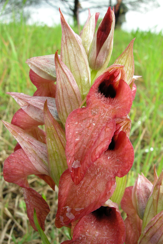 Orchidee del Chianti